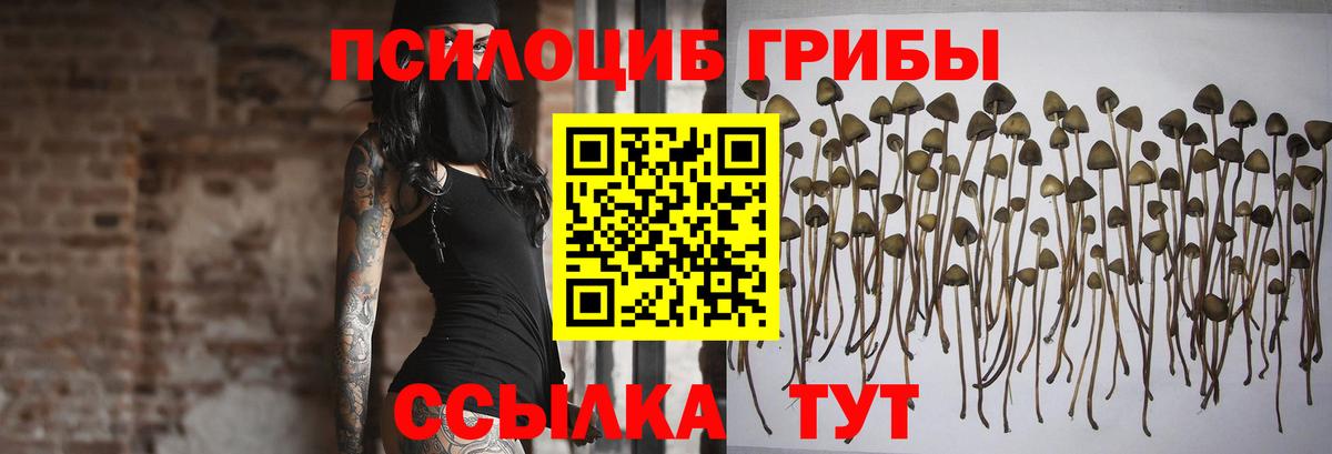 Псилоцибиновые грибы прущие грибы Ачхой-Мартан